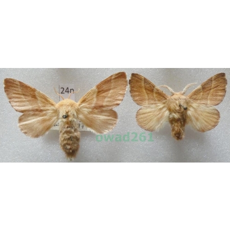 Malacosoma neustria (Linnaeus, 1758) pair Czech24n